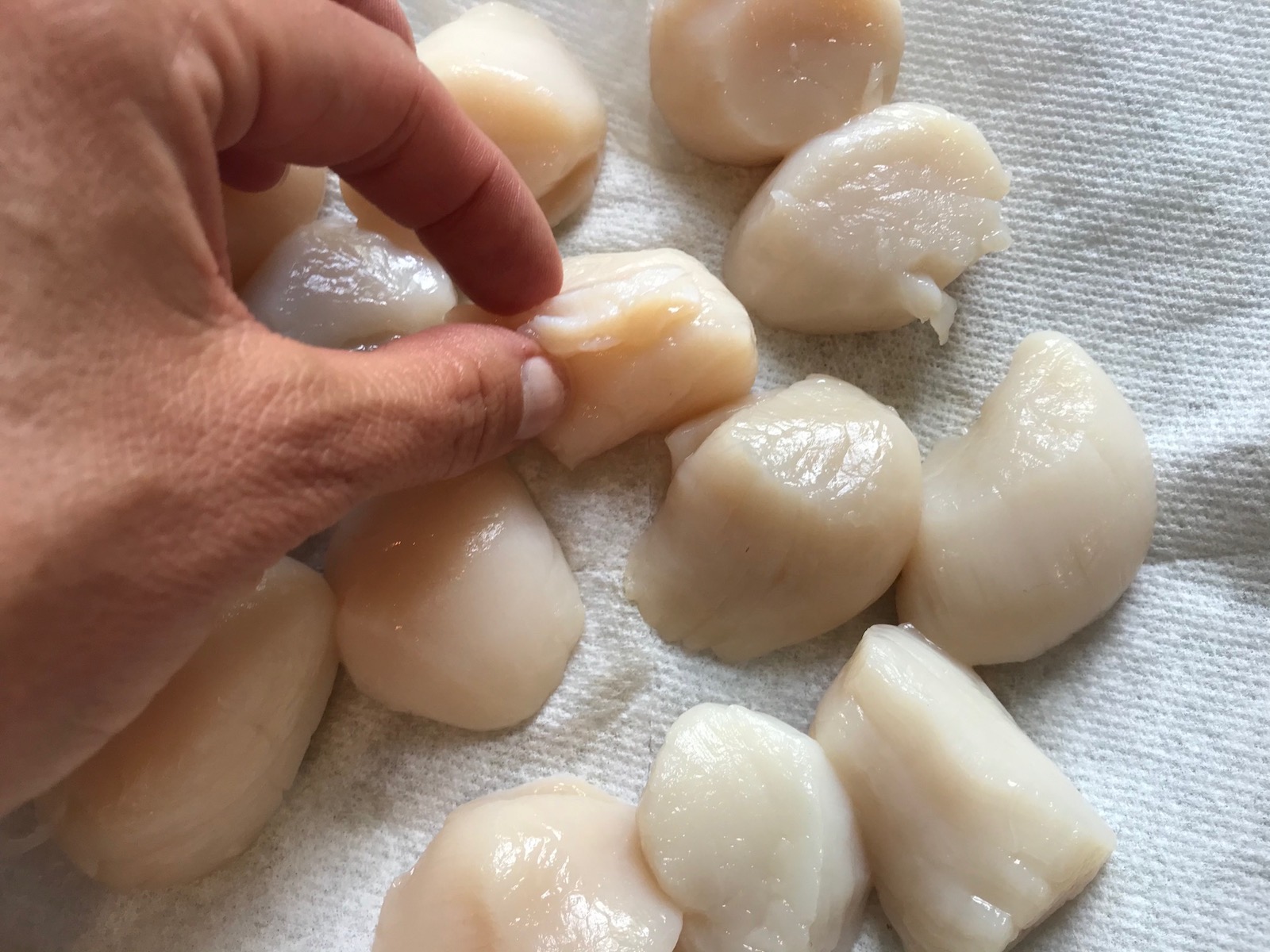 Hand removing muscle from side of raw scallops on paper towel for Glazed Pan Seared Scallops with Garlic and Honey.